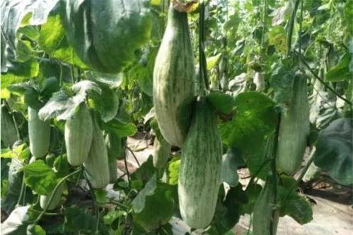 各种网红吃瓜网站在线,热门事件背后的真相与笑料