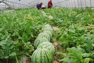 宜春网红吃瓜事件,揭秘网络舆论的风暴与真相