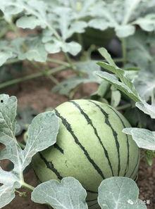 化隆网红吃瓜,揭秘网络红人的幕后故事