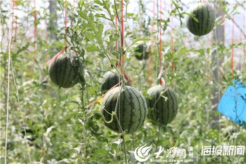 高州网红吃瓜事件视频曝光,视频曝光引发网友热议