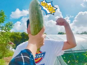 吃瓜吃到自己身上的网红,网红的华丽转身