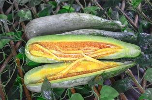 网红吃的软瓜叫什么来着,软瓜的独特魅力与美味之谜