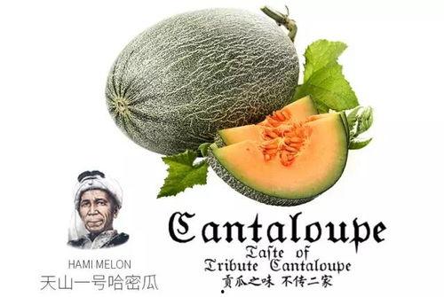 吃黑瓜网推荐,揭秘美食界的隐藏宝藏