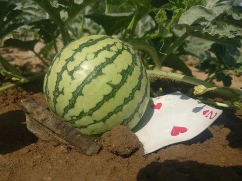 玩网吃瓜,玩网吃瓜，揭秘明星幕后故事