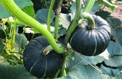 网红赵一菲吃瓜