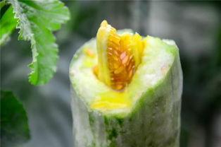 湖南网红吃瓜,揭秘网络红人的幕后故事