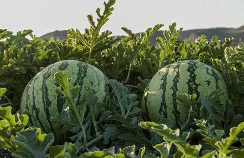 湖南网红吃瓜,揭秘网络红人的幕后故事