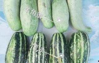 吃网红瓜的平台叫什么
